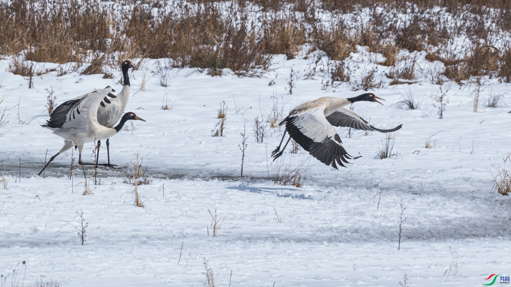 DSC_5931_1.jpg
