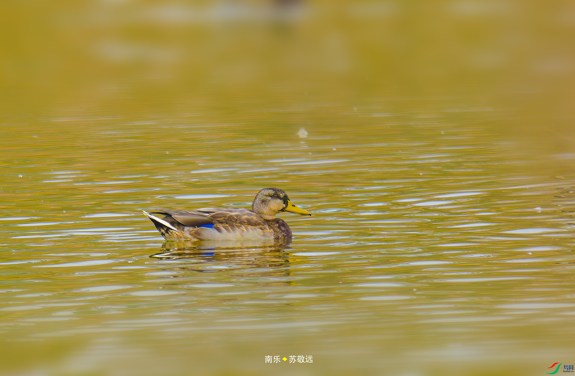 _DSC1535С.jpg