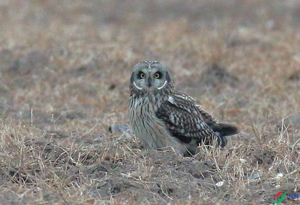 AK2Y9383_1000.jpg