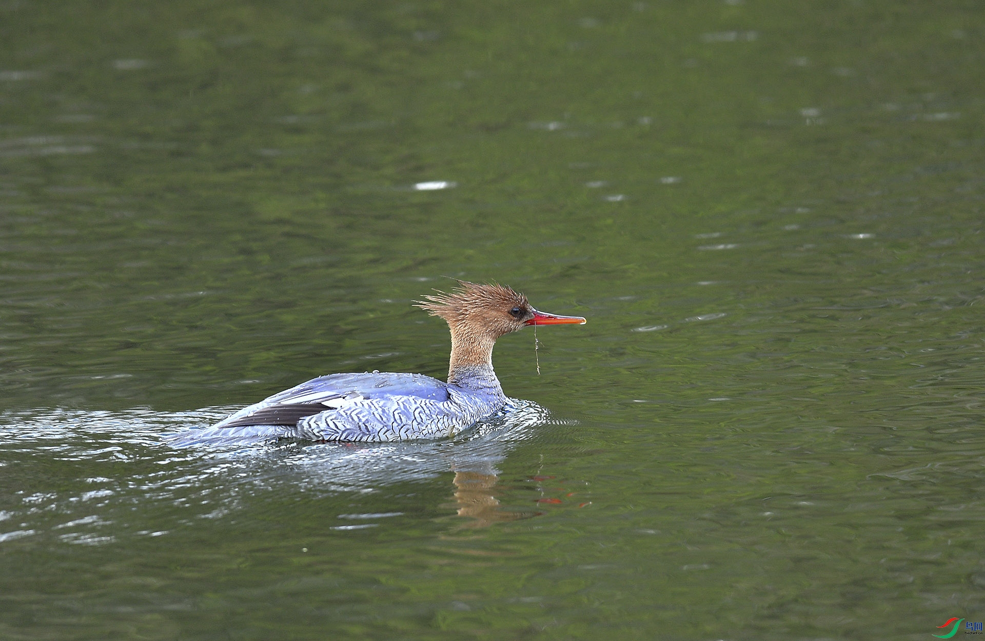 DSC_2925.jpg
