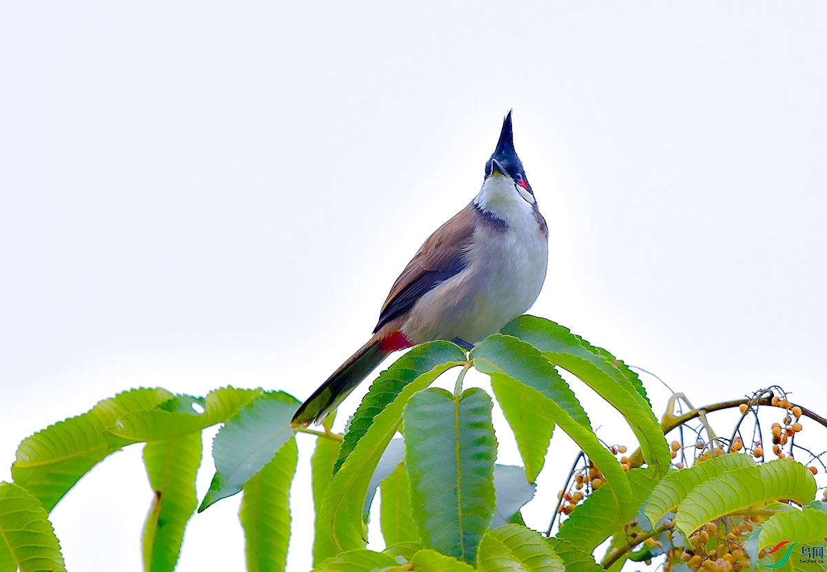 DSC_7046.JPG