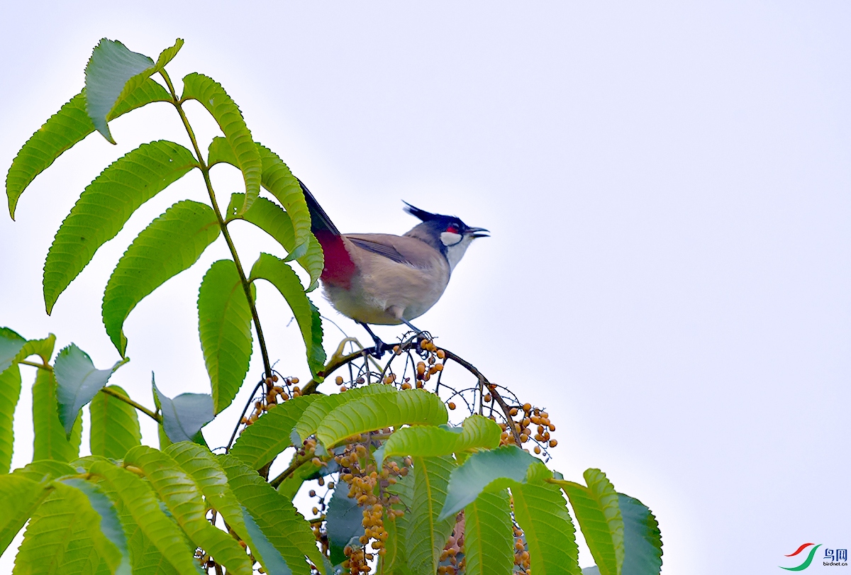 DSC_7062.JPG