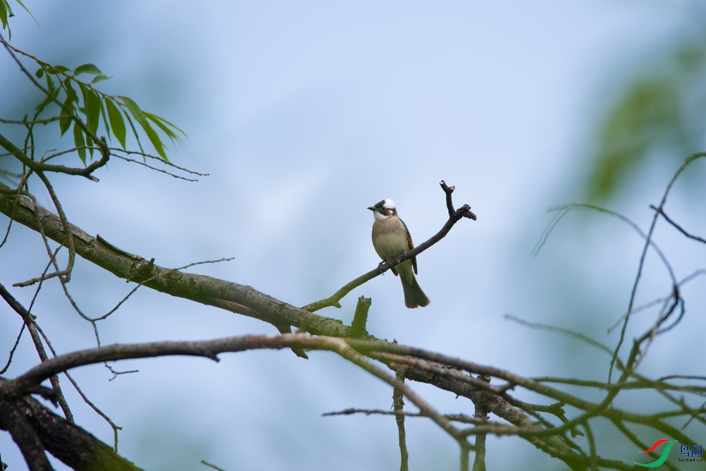 DSC_3530a.jpg