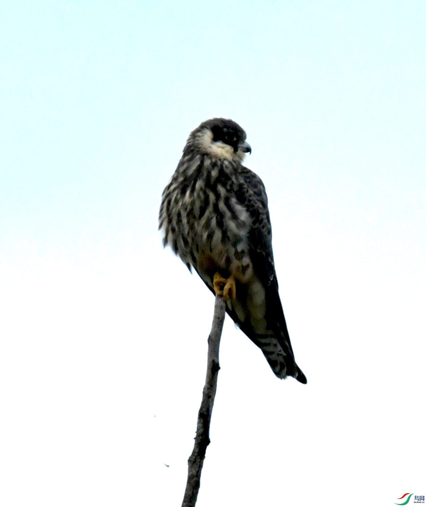 DSC_0081.JPG
