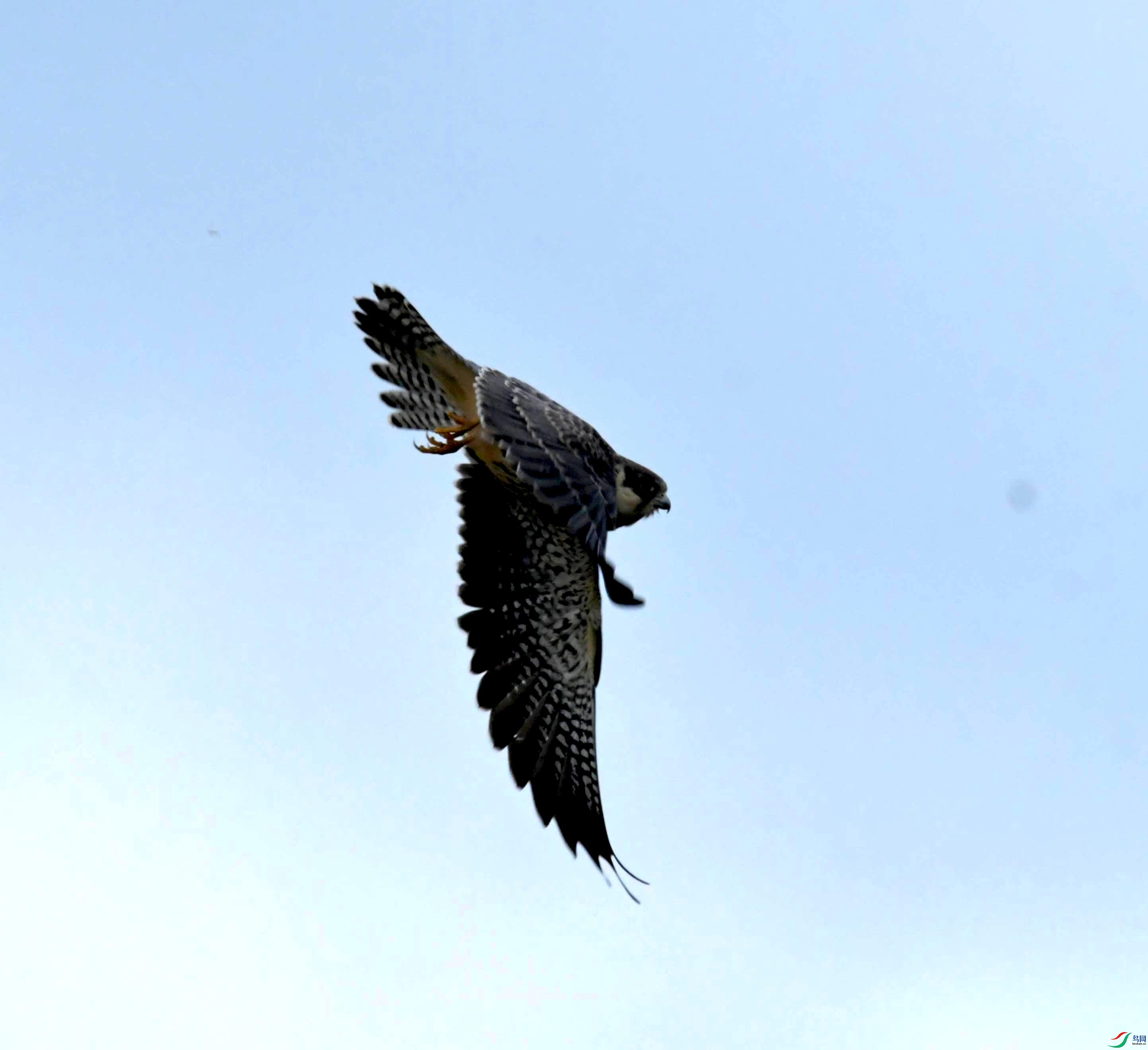 DSC_0084.JPG