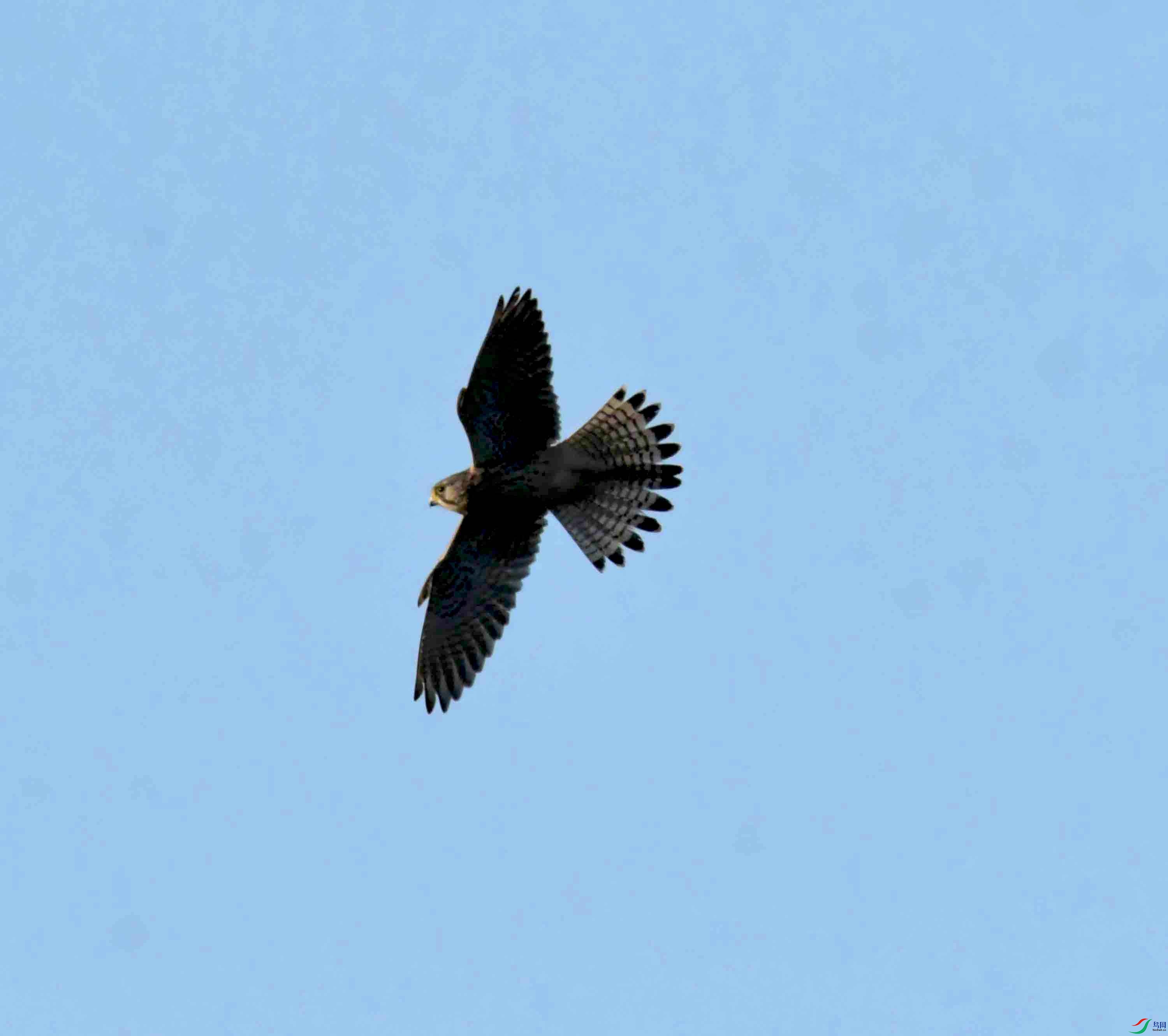 DSC_9265.JPG
