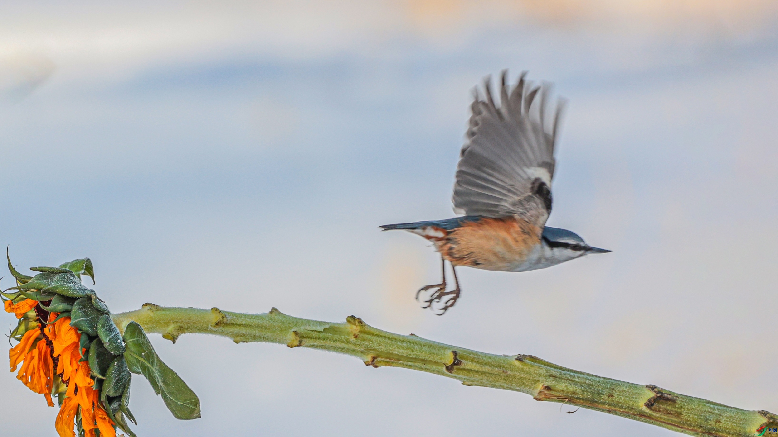 1K3A0647 ����1.jpg