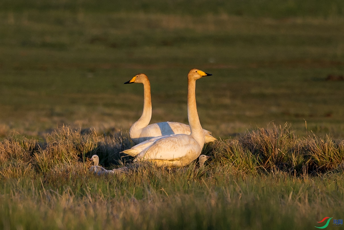 DSC_6083.jpg