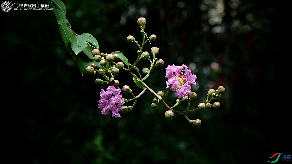 P7132837.jpg