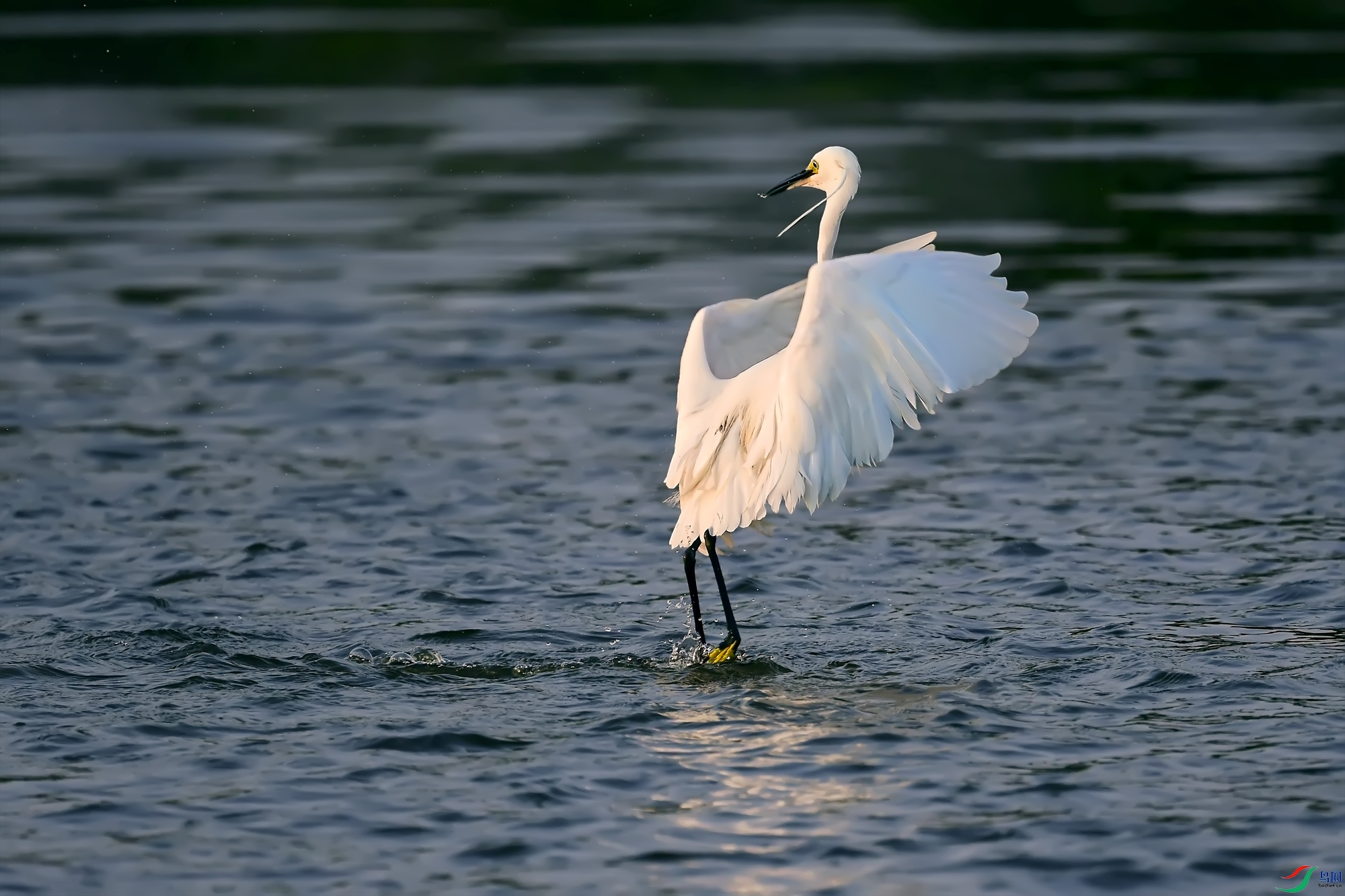 DSC_7956.jpg
