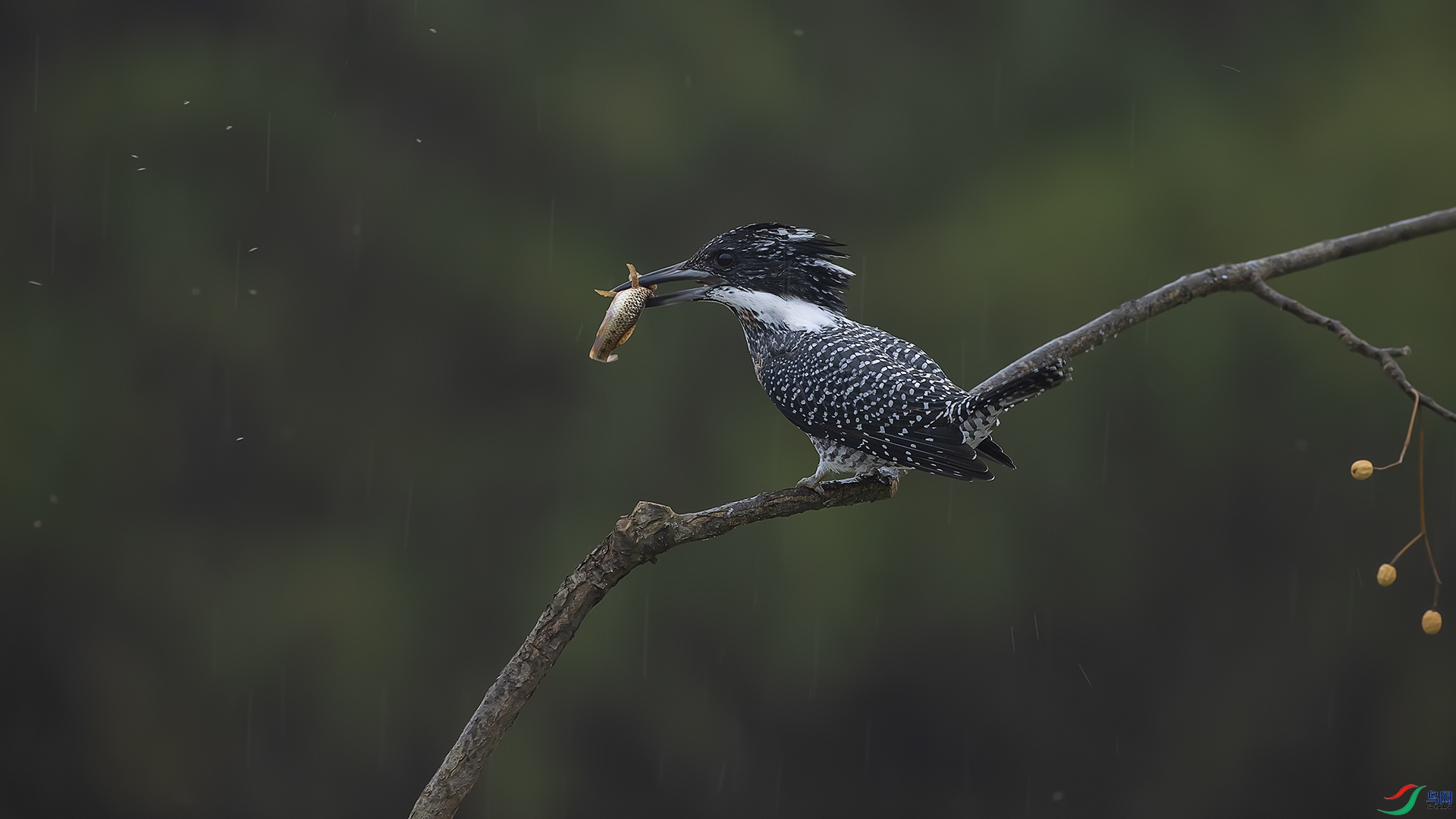 ϸ���е��ջ�