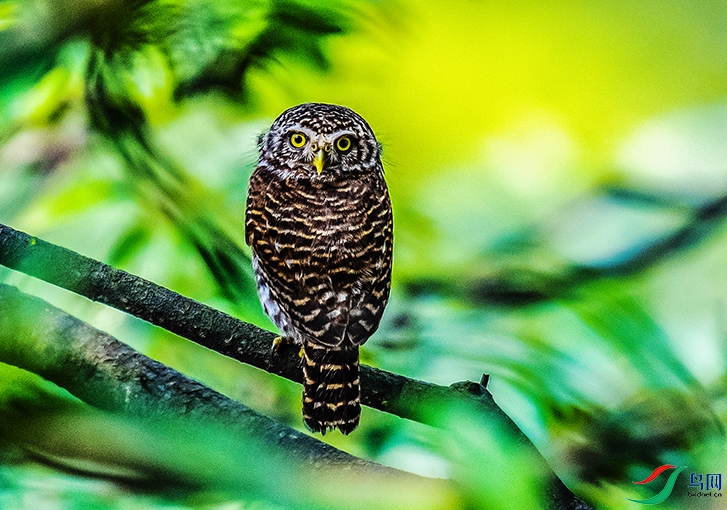 DSC_2609.jpg-.jpg
