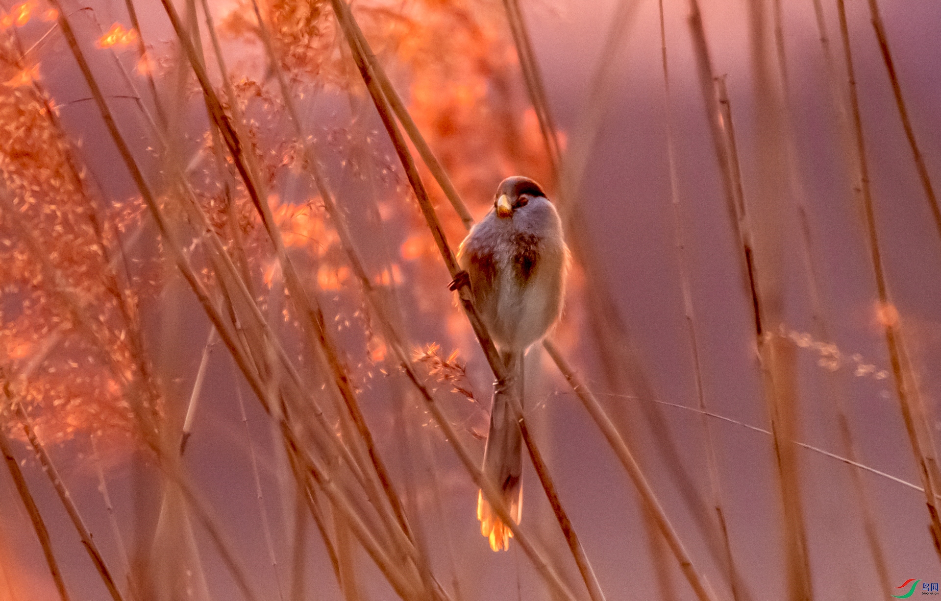 _DSC3215 _1 _1 .jpg