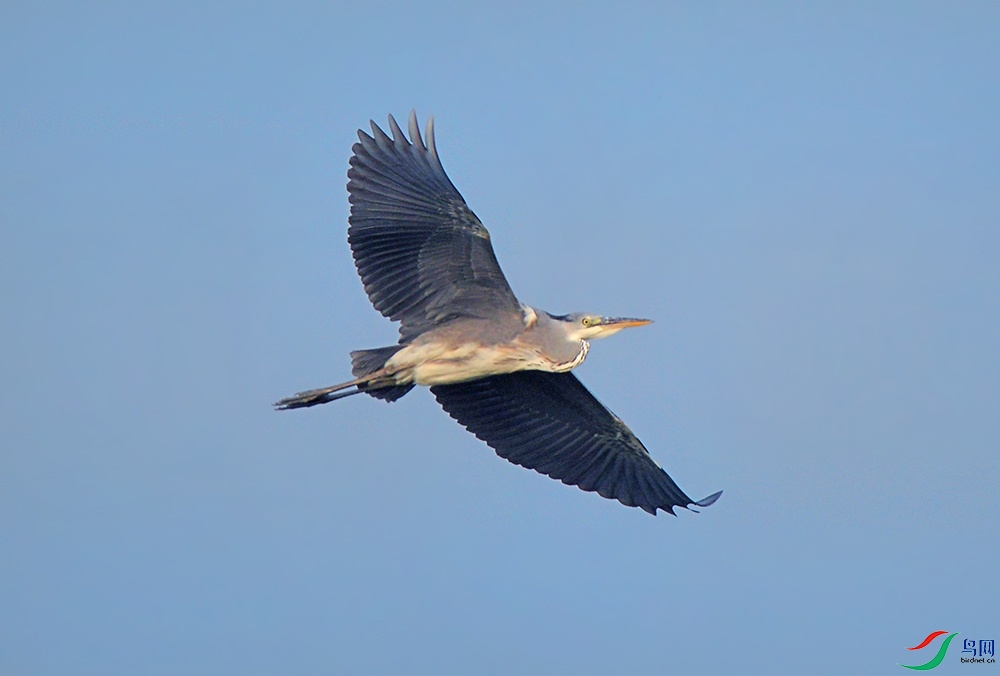DSC_0062.jpg