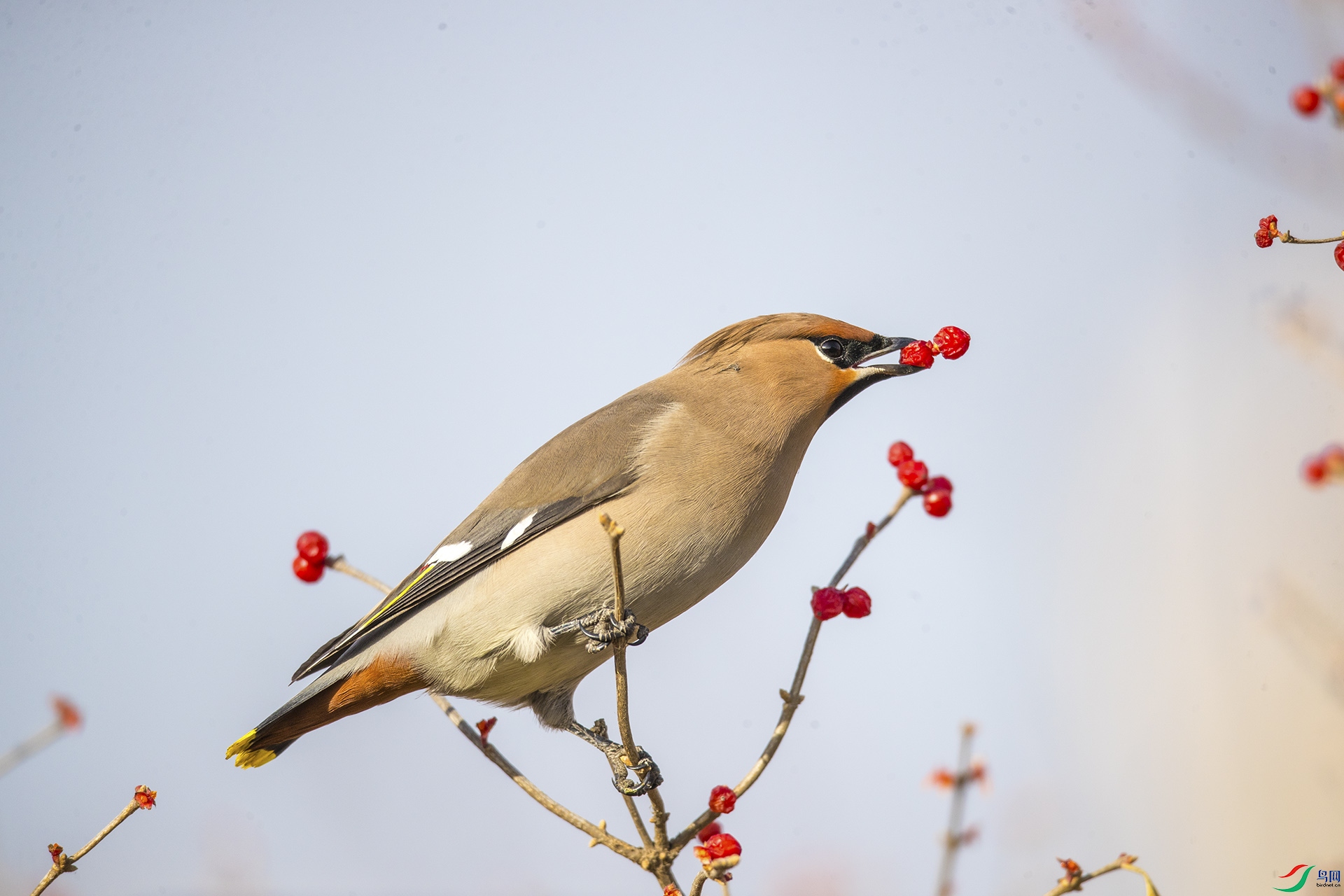 BB2I6334-2.jpg