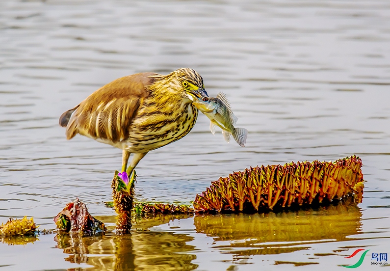 Picture 852195560.jpg