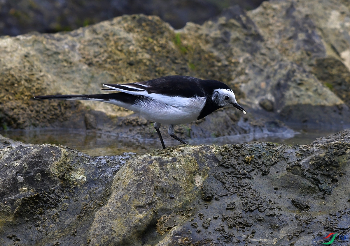 DSC_0817.JPG