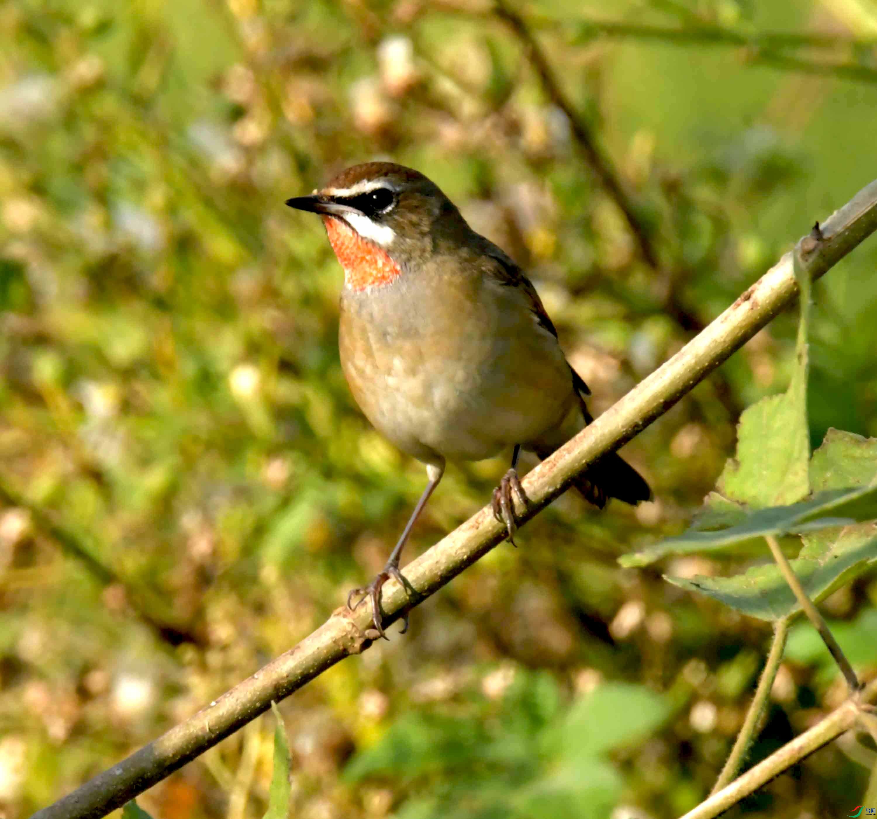 DSC_1008.JPG