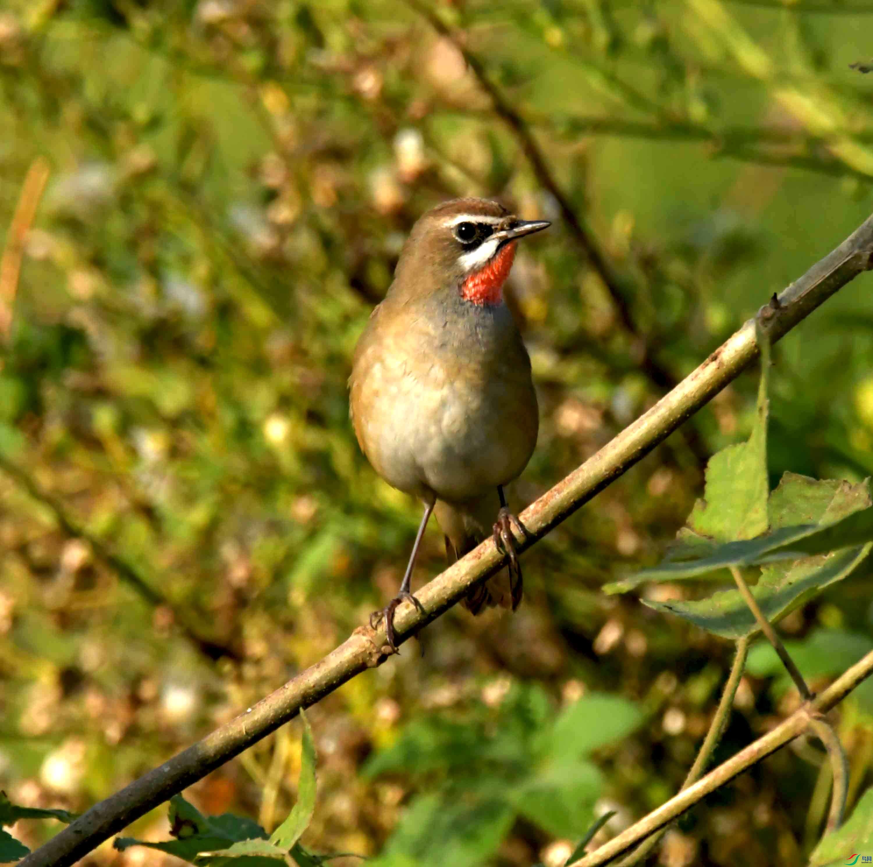 DSC_1006.JPG