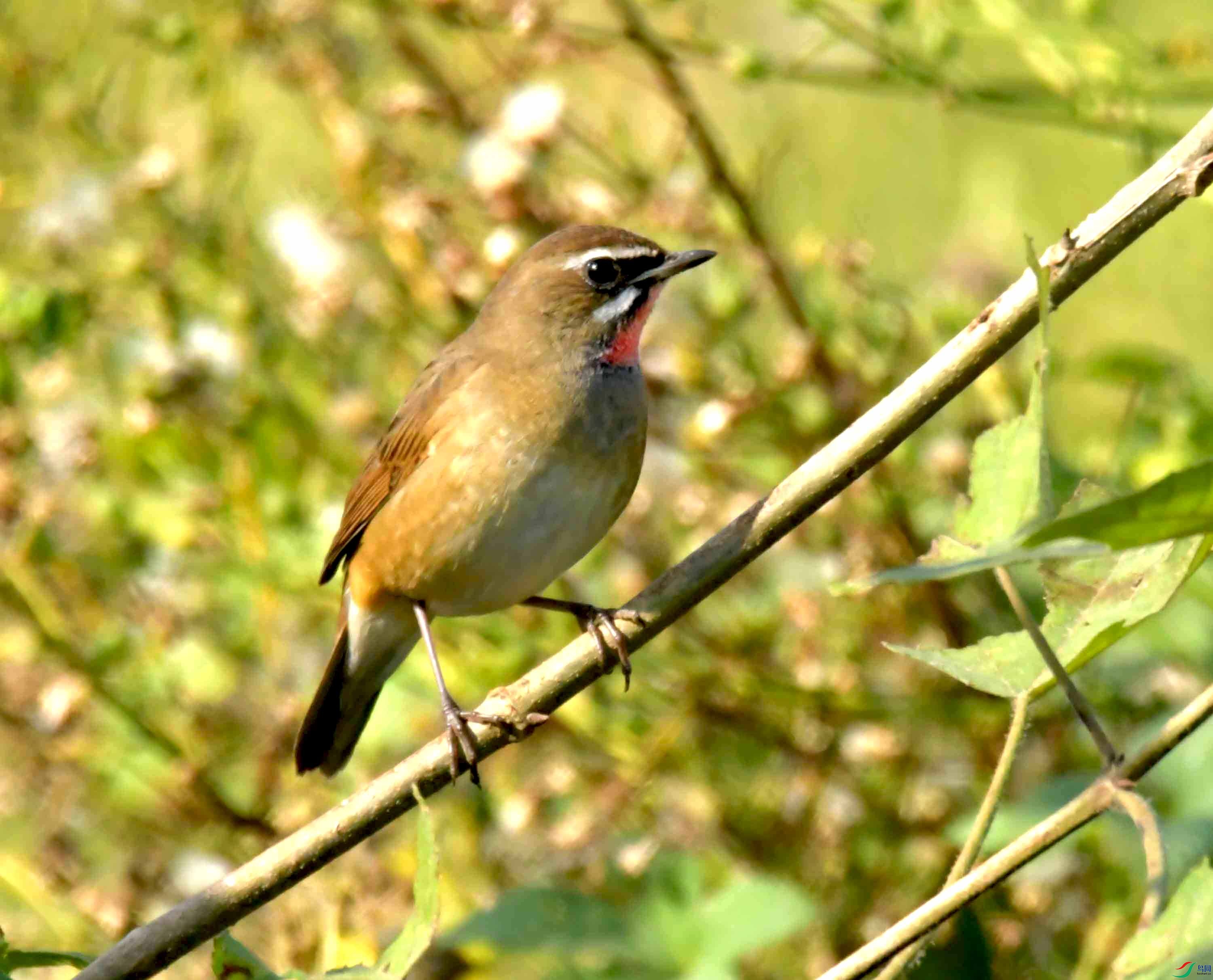 DSC_1460.JPG