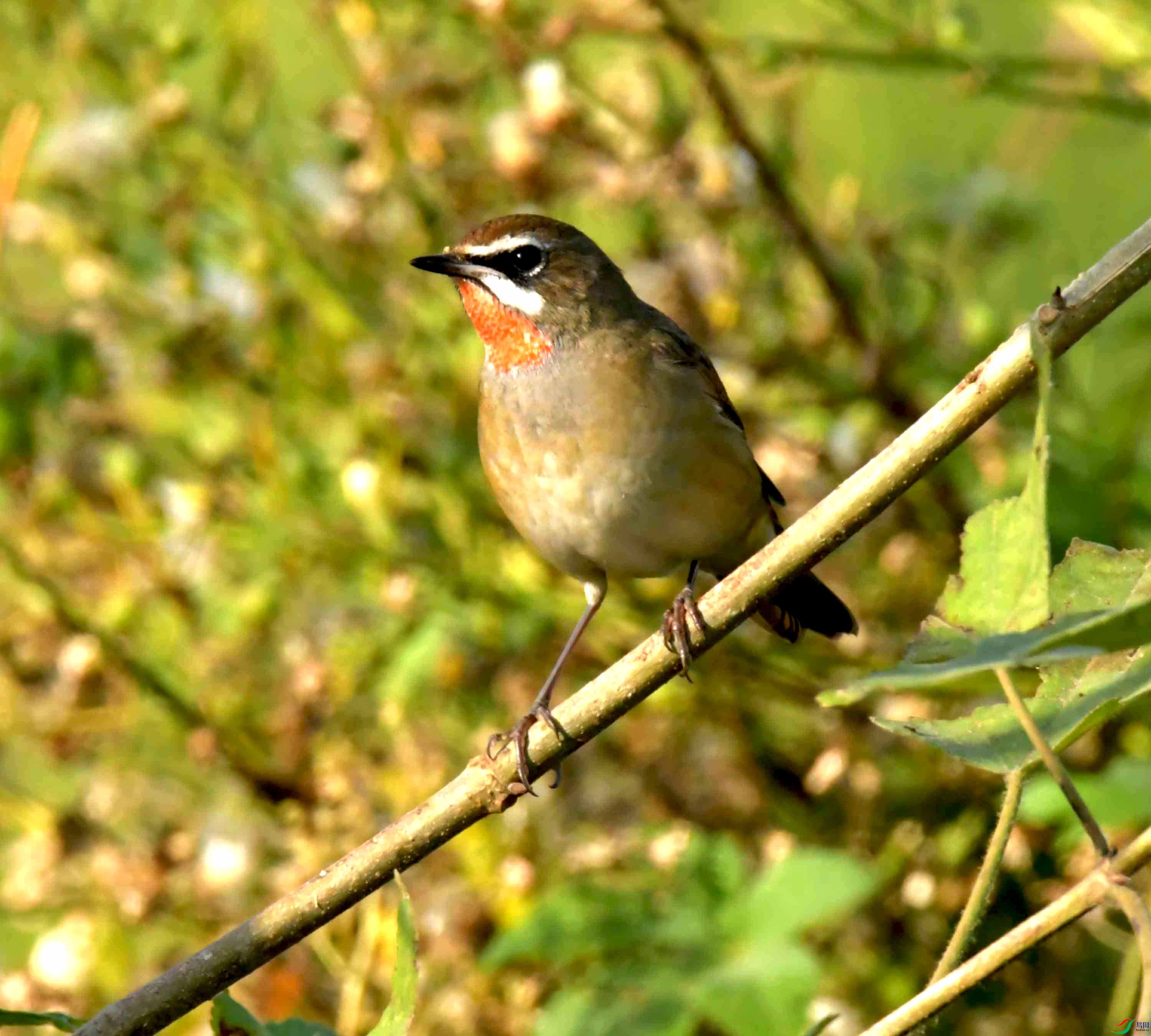 DSC_1009.JPG