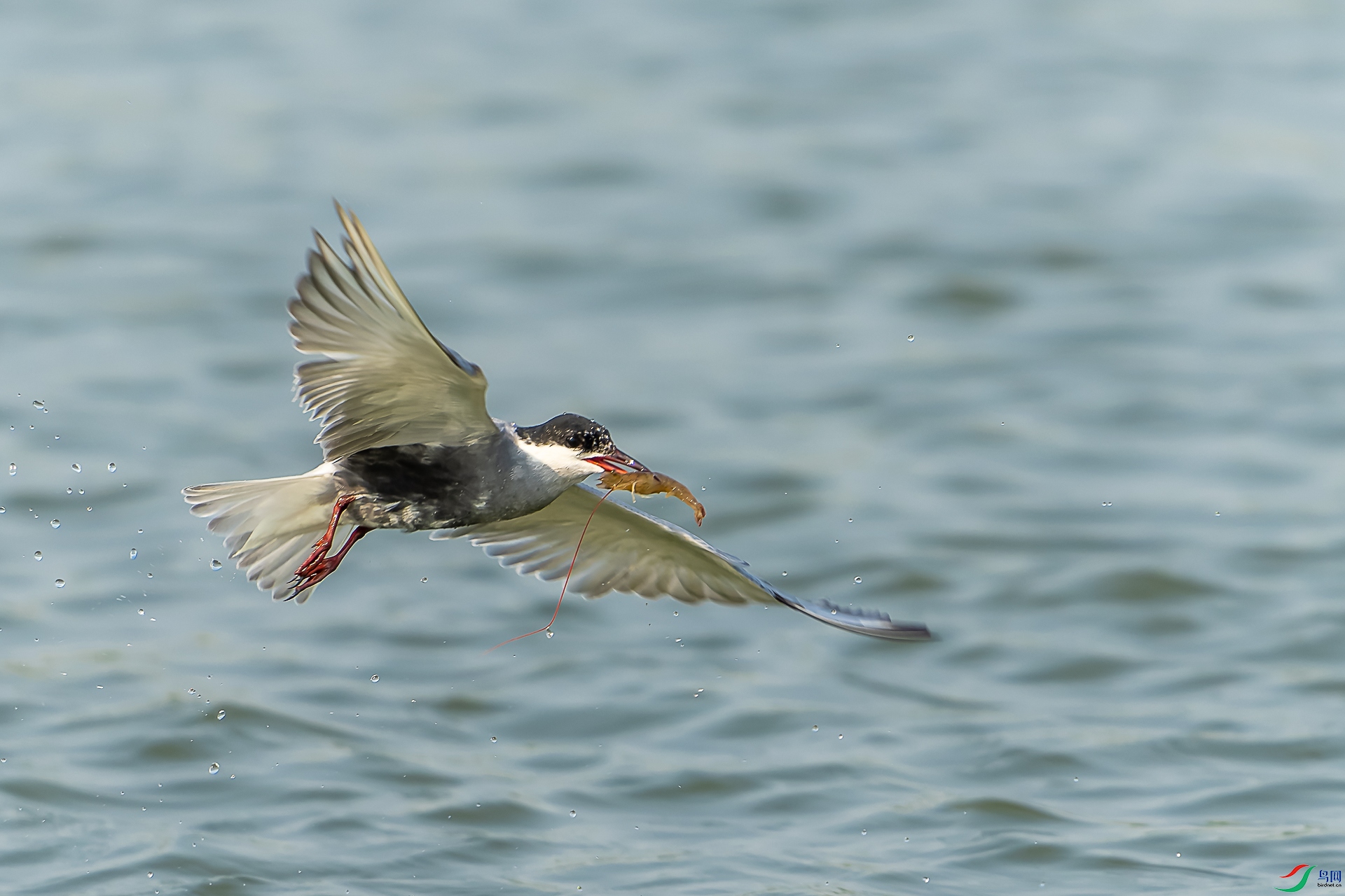 DSC07172-ARW_DxO_DeepPRIME-1.jpg