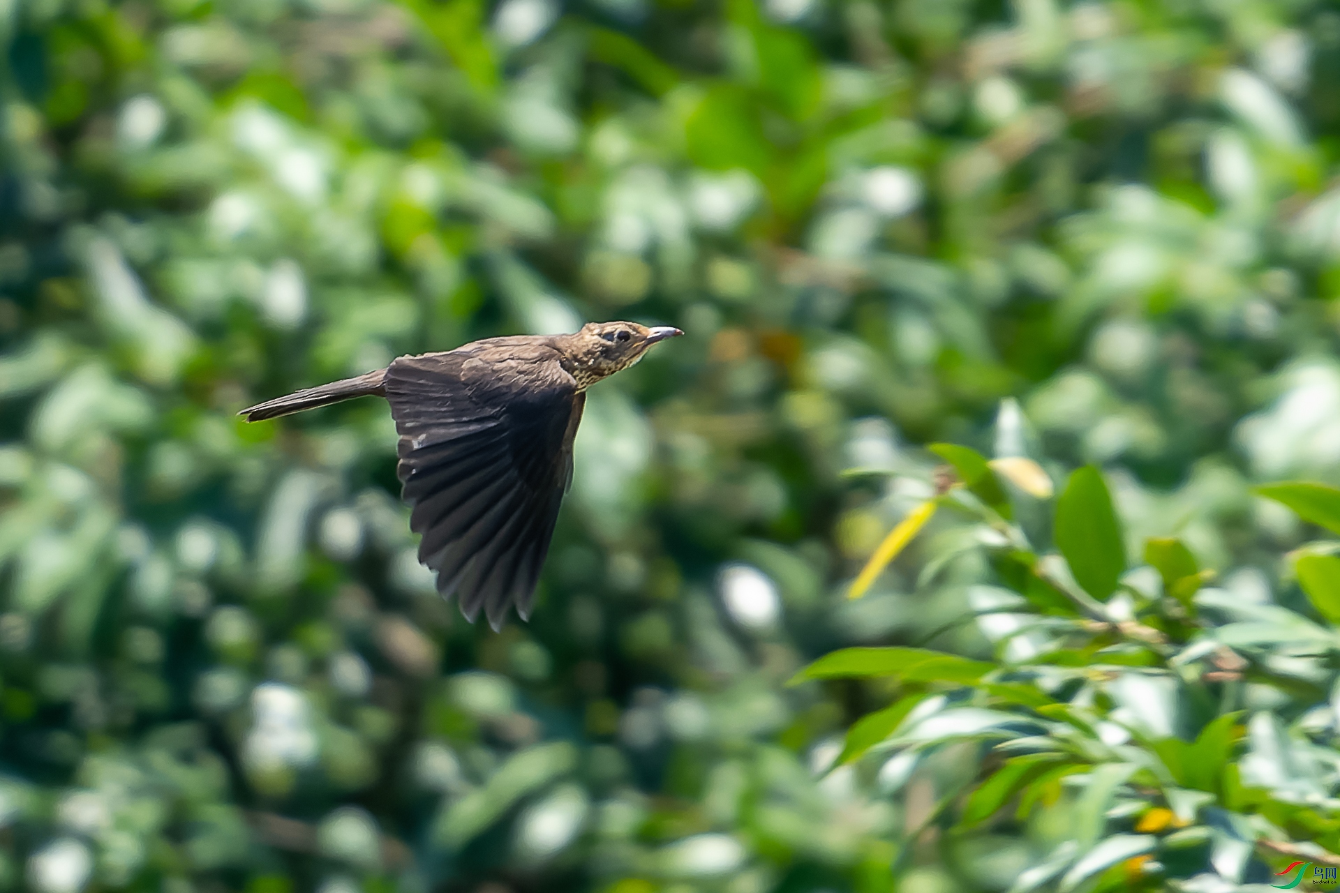 DSC04424-2-ARW_DxO_DeepPRIME-1.jpg