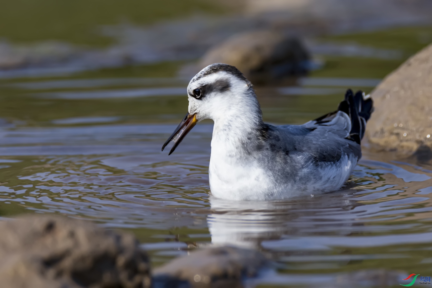 ����Ȧ   �Ұ�����