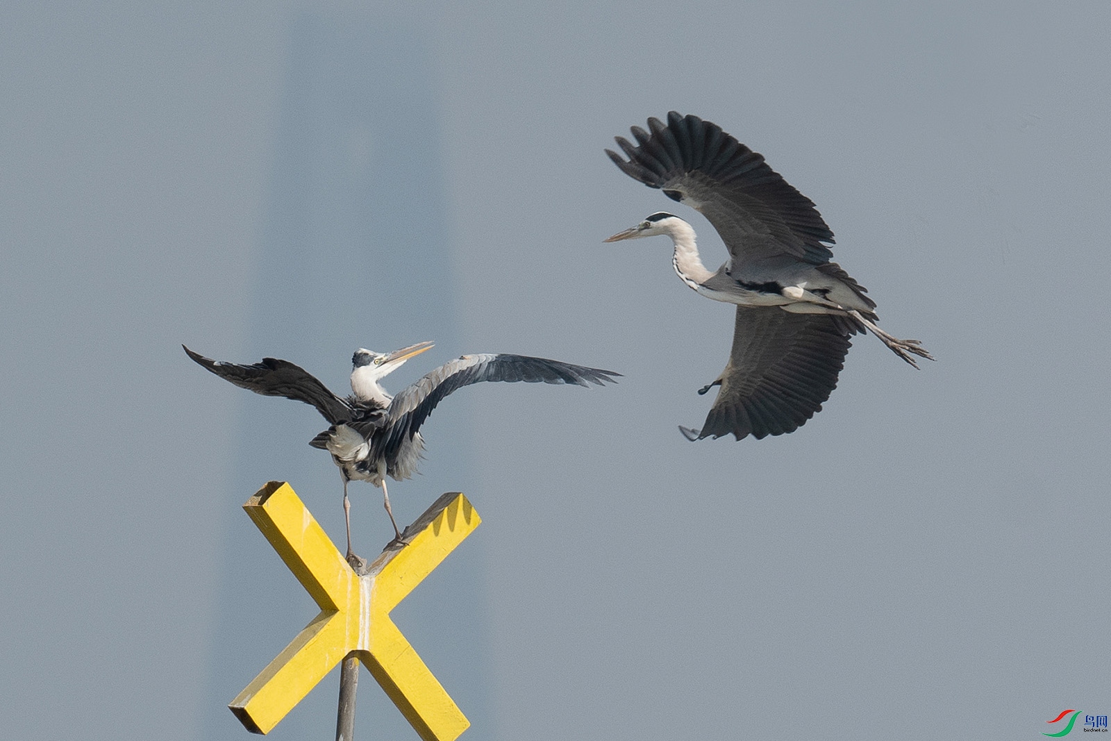 DSC_9114-2-1.jpg