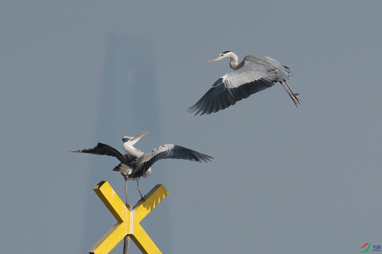 DSC_9116-1-denoise-standard (2).jpg