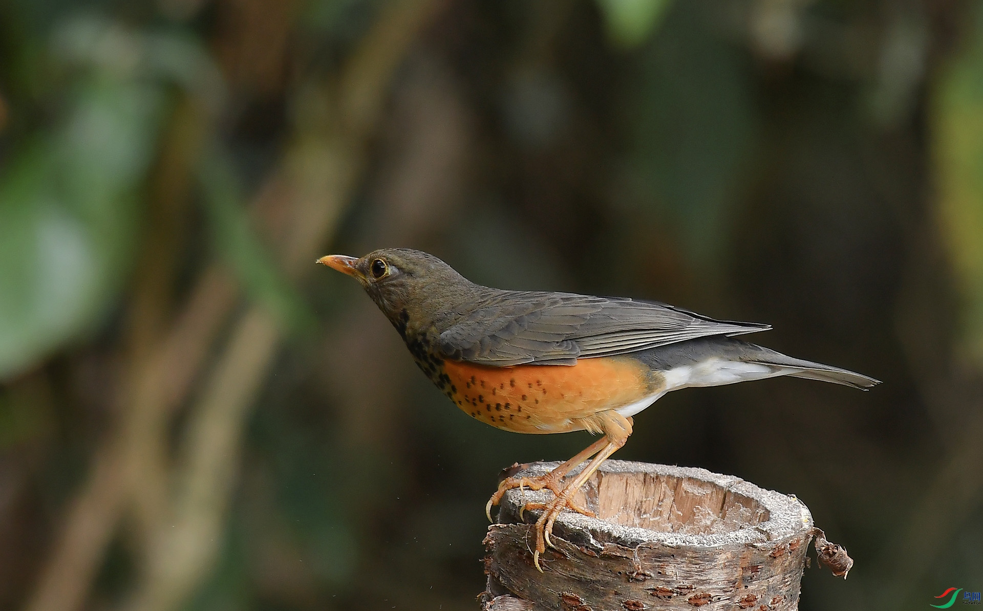 DSC_8456.jpg