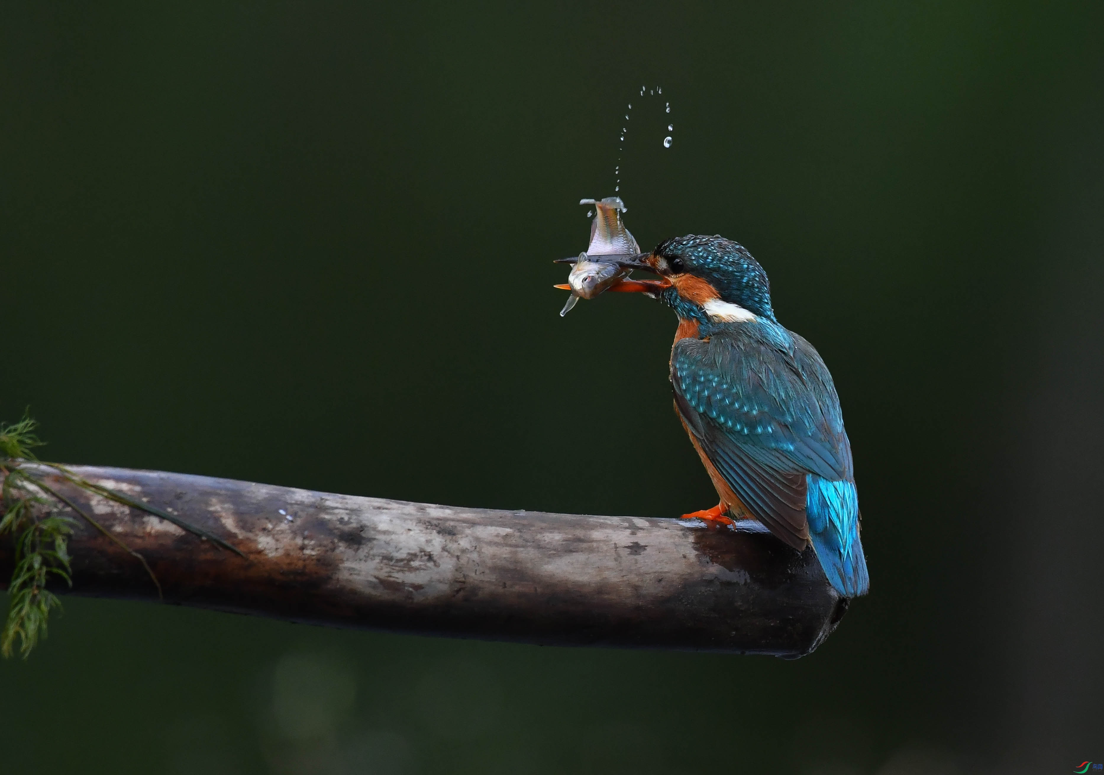 DSC_1562.jpg