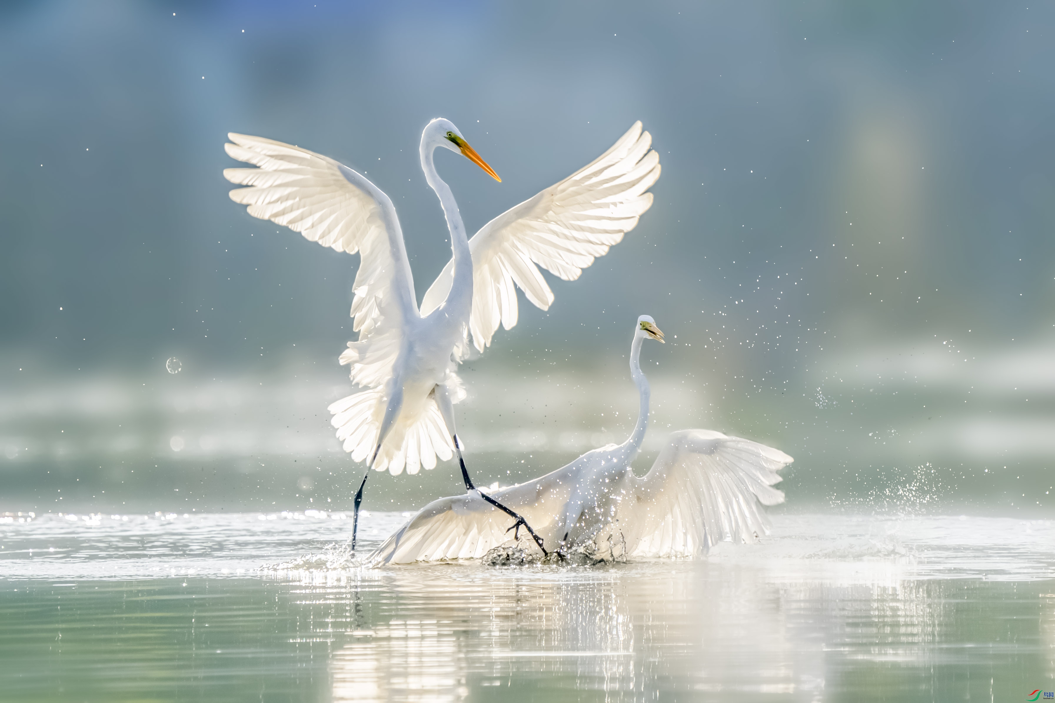 _ZZX1026 ����.jpg