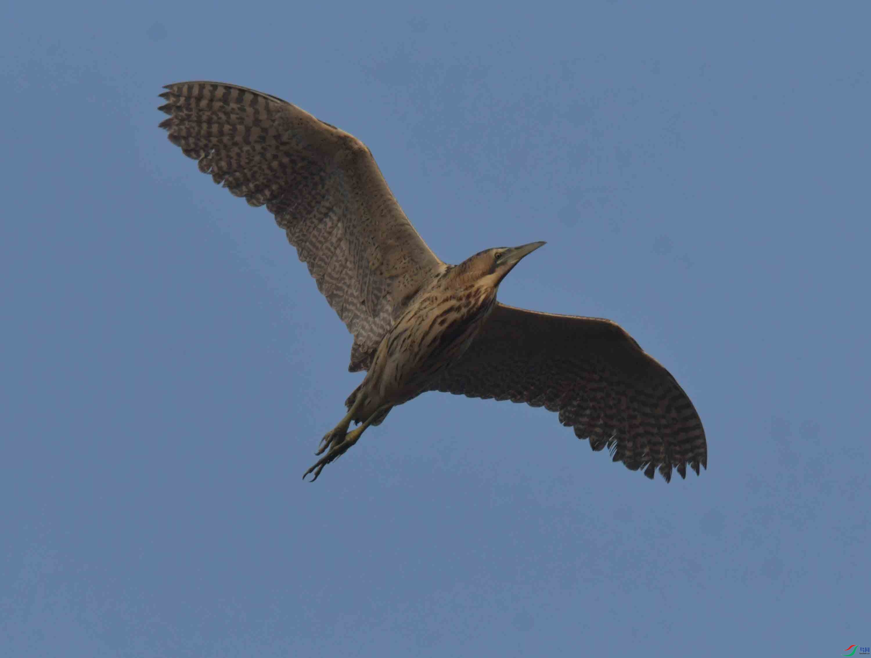DSC_0169.JPG