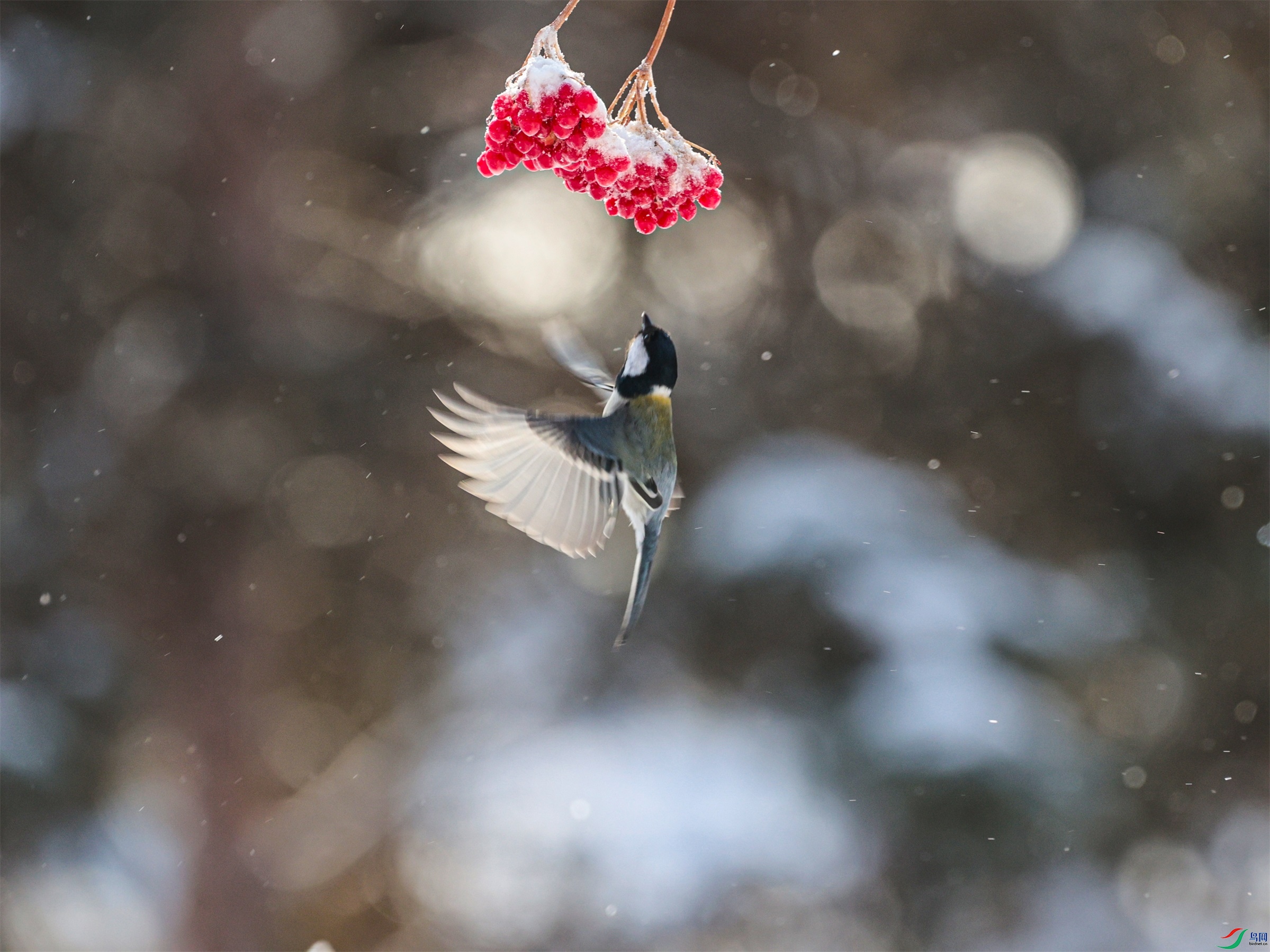 1K3A5593 ����1.jpg