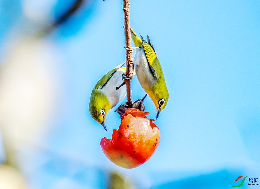 Picture 914053544.jpg