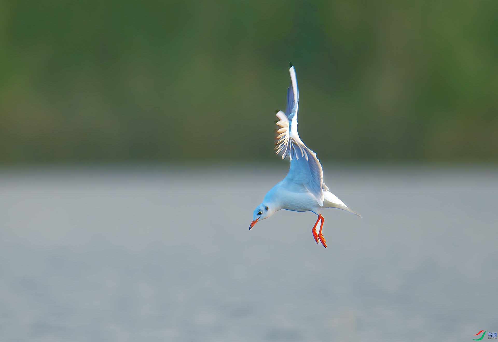 DSC_0110 ����.jpg