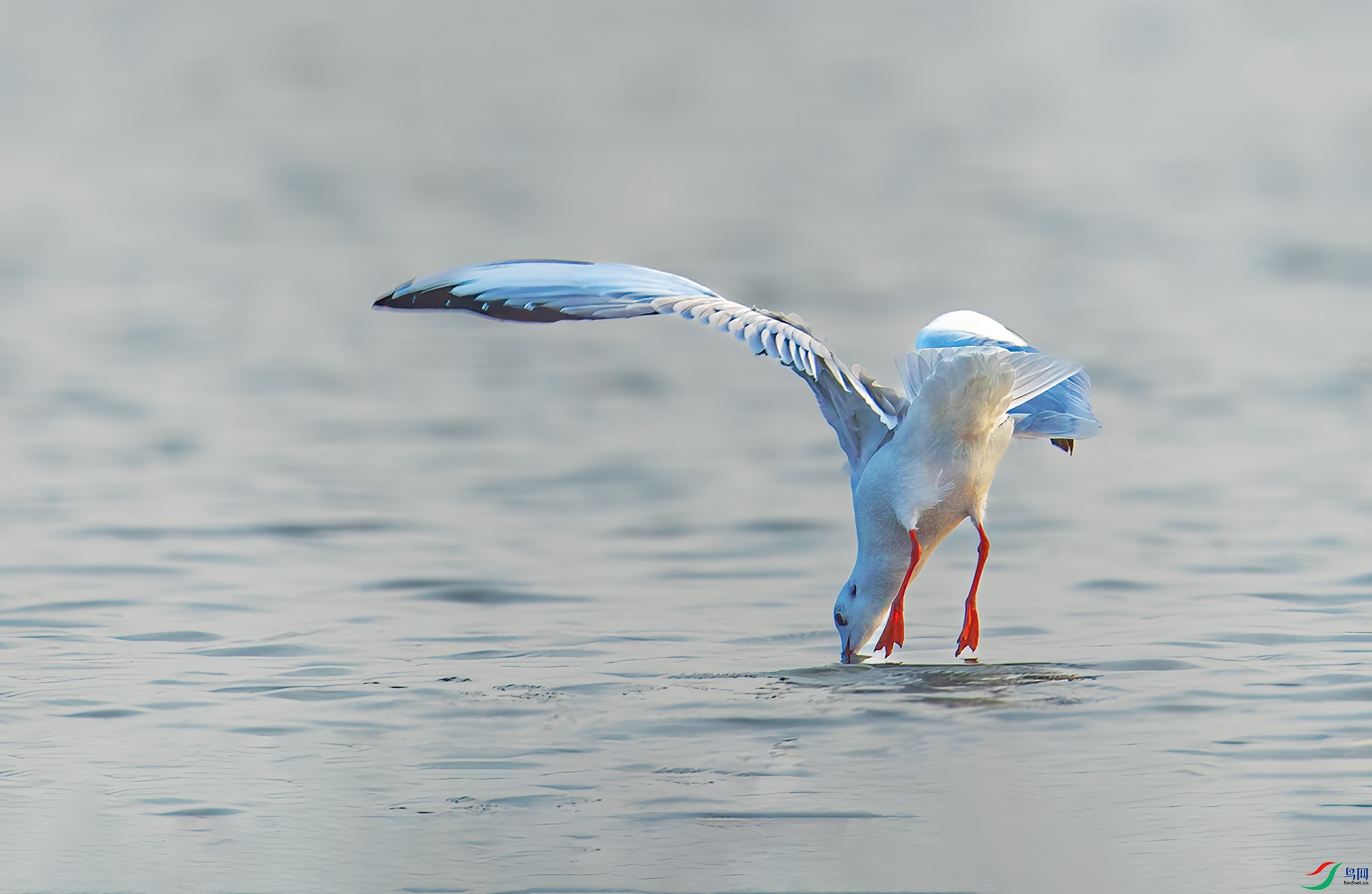 DSC_0083 ����.jpg