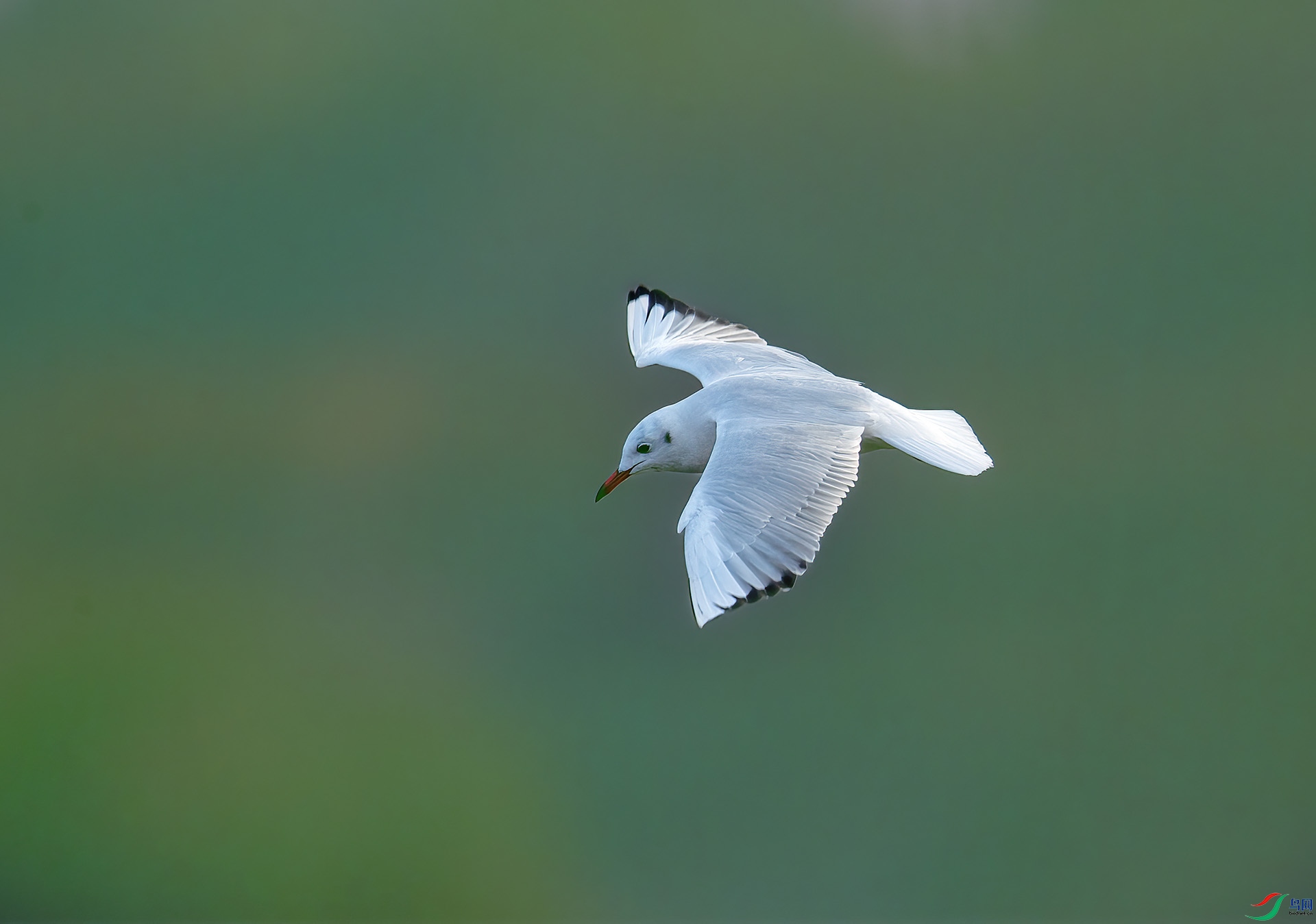 DSC_0066 ����.jpg