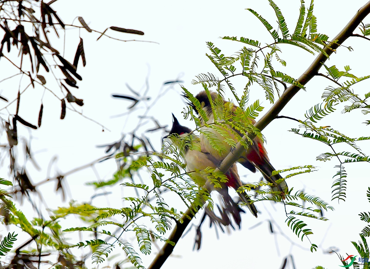 DSC_7087.JPG