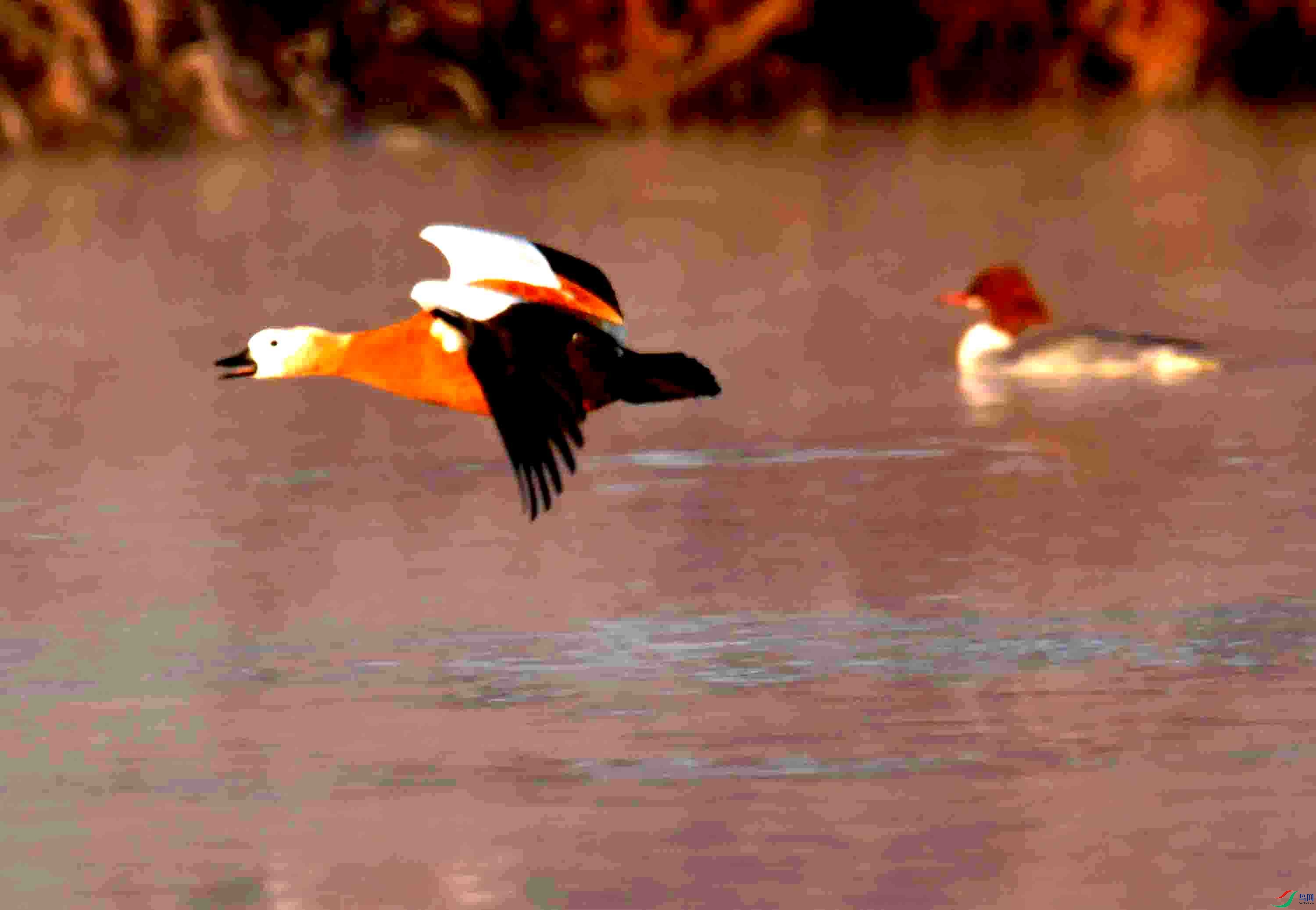 DSC_1293.JPG