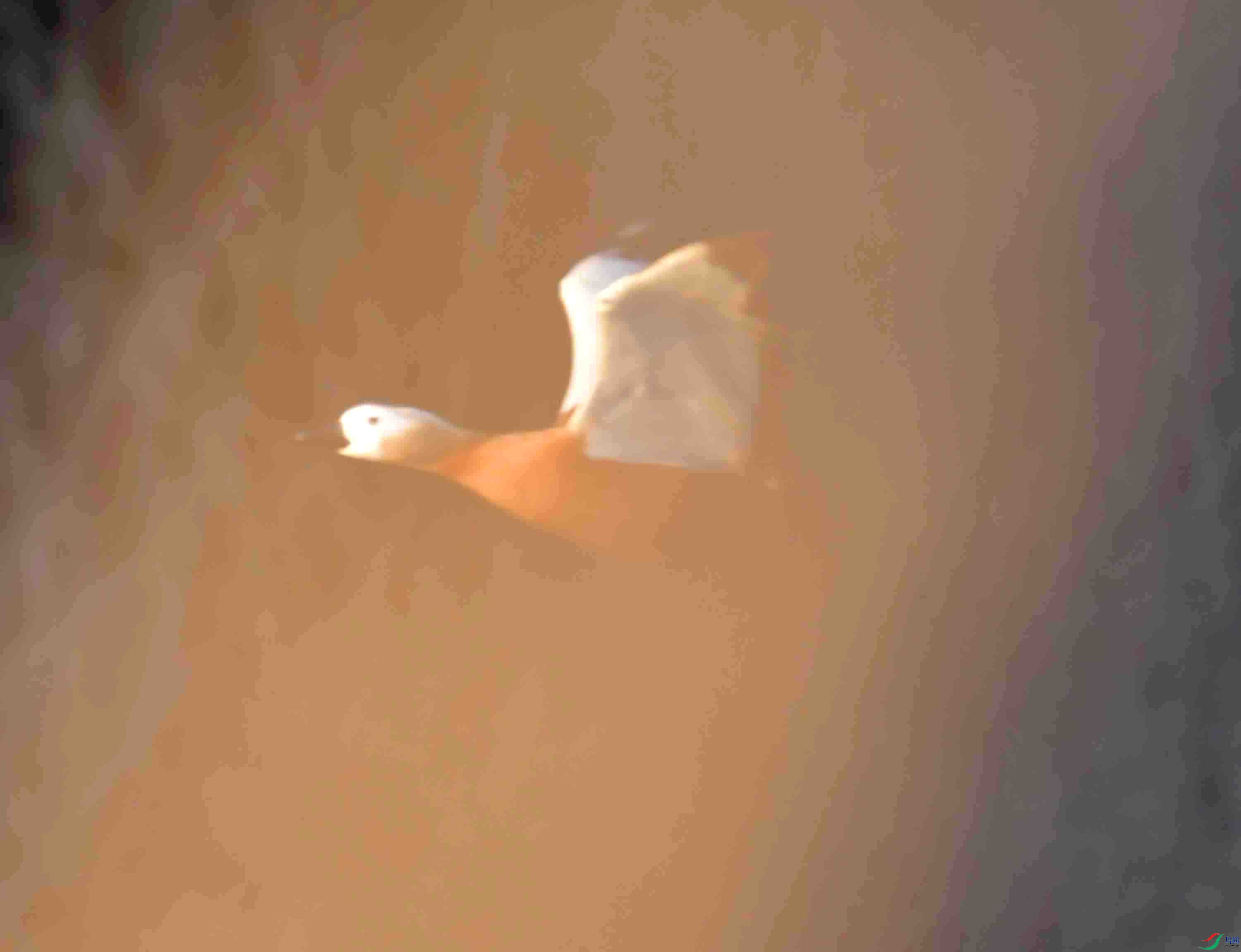 DSC_1302.JPG