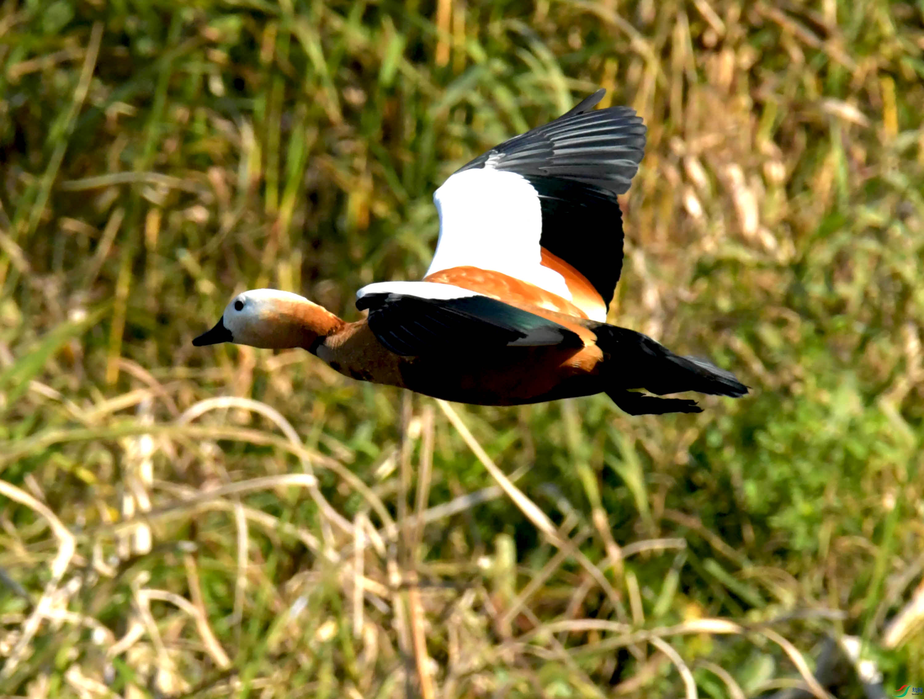 DSC_1306.JPG