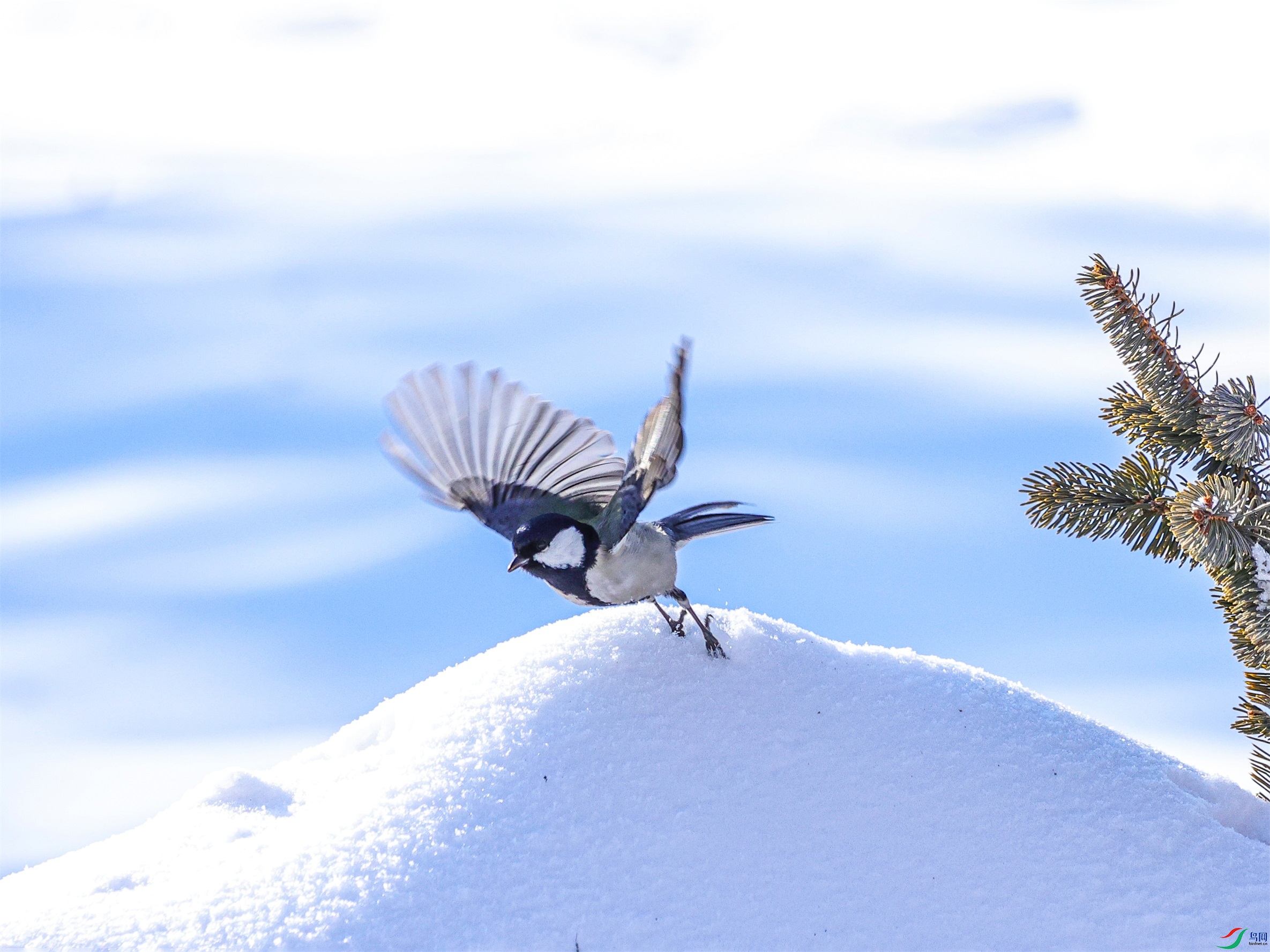 1K3A7185 ����1.jpg