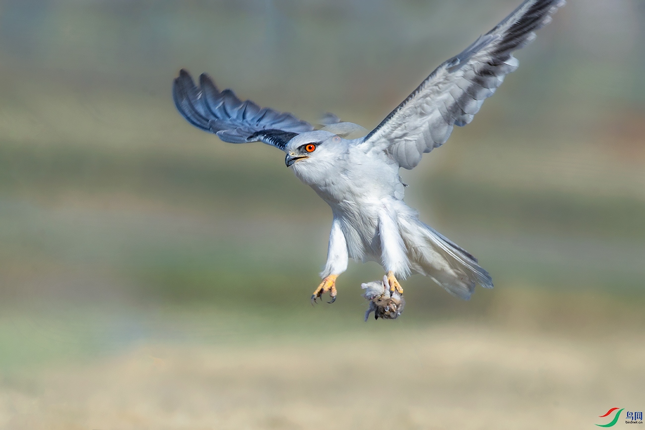 �ڳ��----��צ������