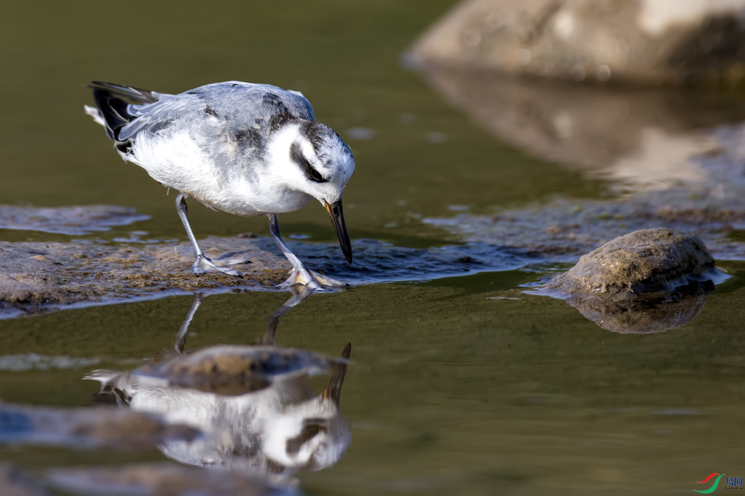 ��ֵ����     �Ұ�����