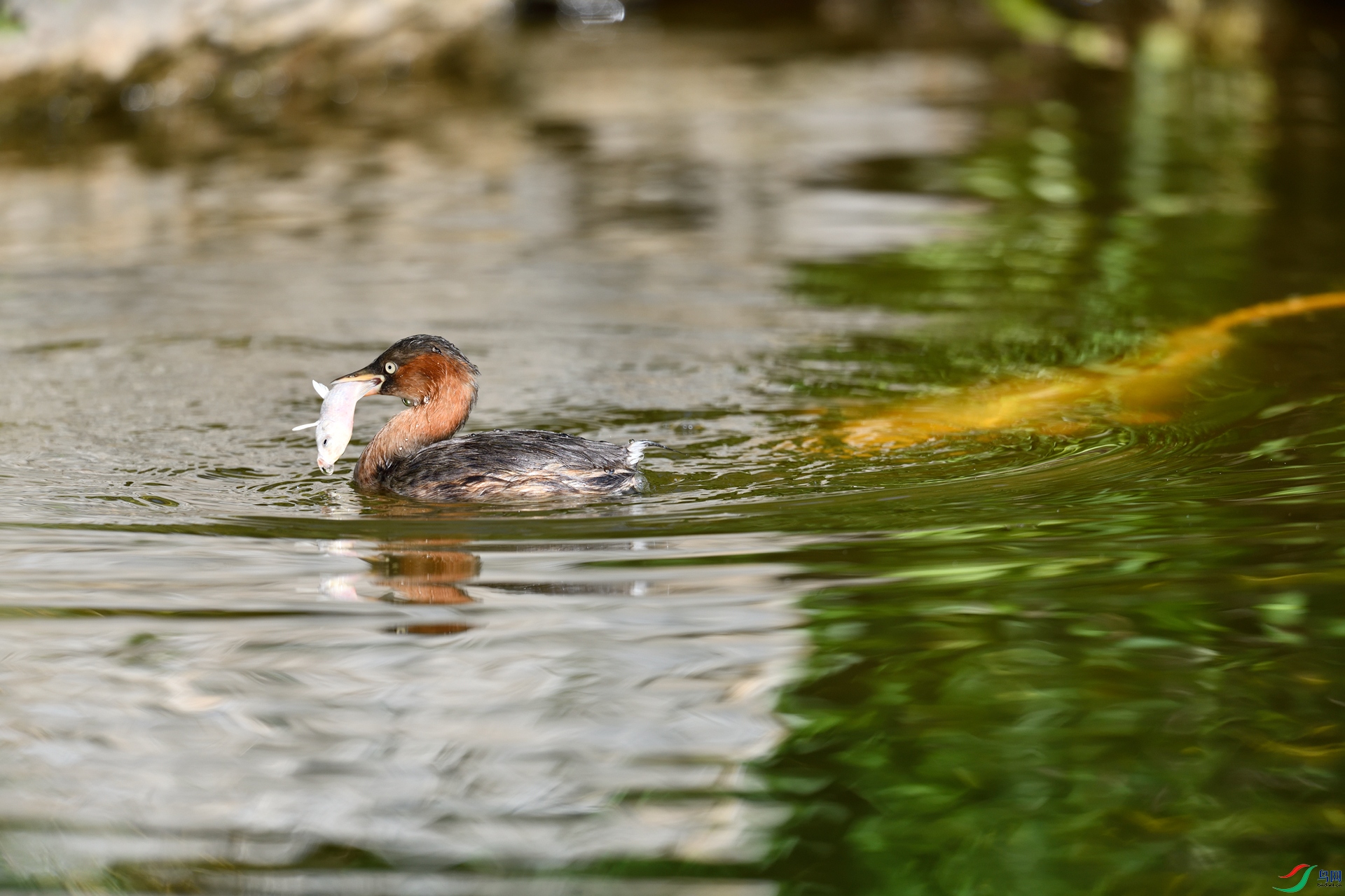 _DSC7600_01_����.jpg
