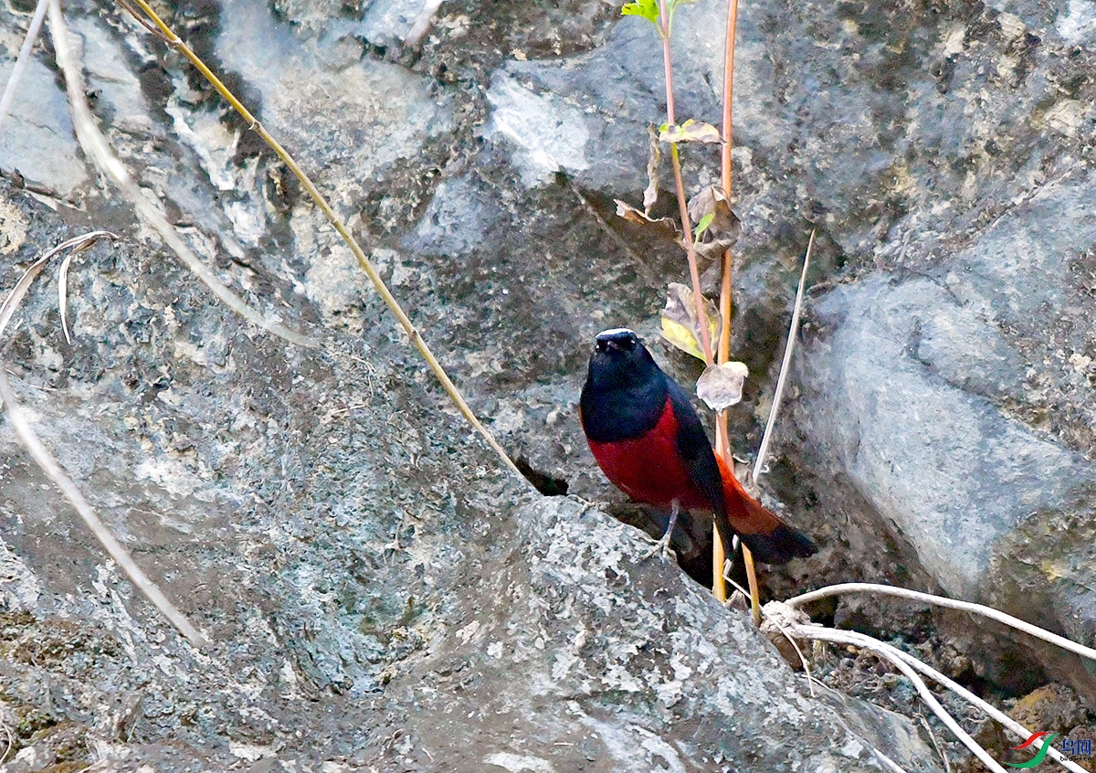DSC_1700.JPG