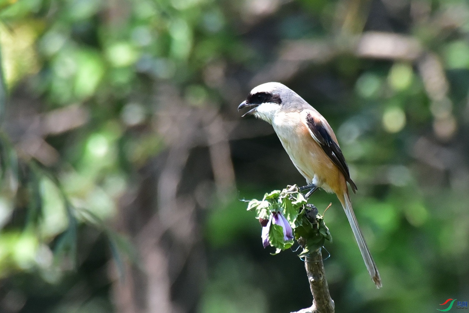 DSC_0367.JPG
