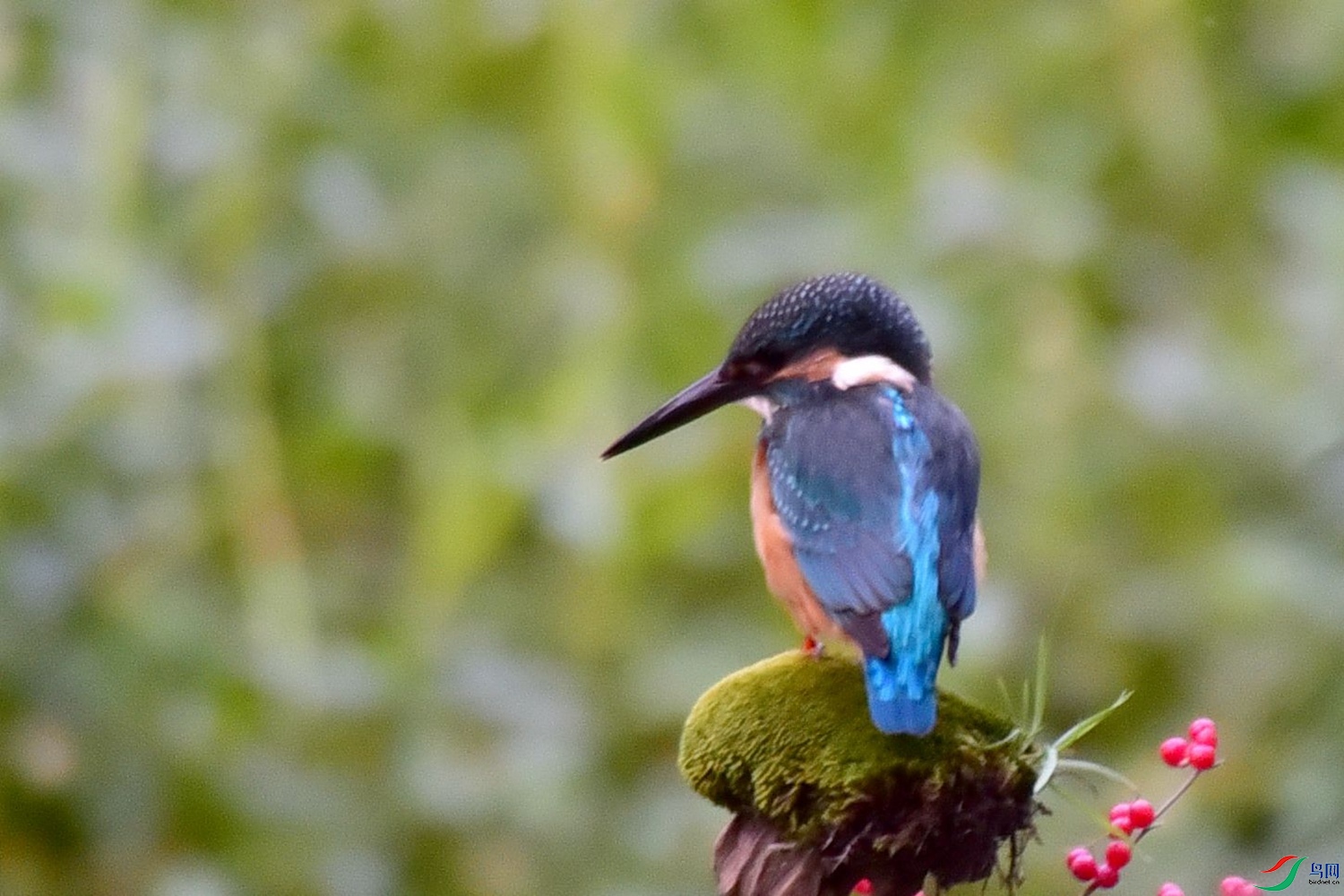 DSC_2607.JPG